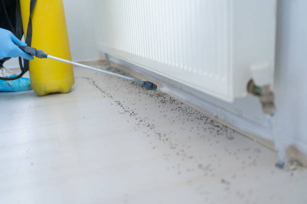 Professional Pest Control in Hammond, LA